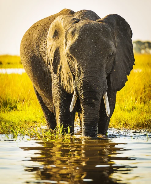 大象用水喷雾 — 图库照片
