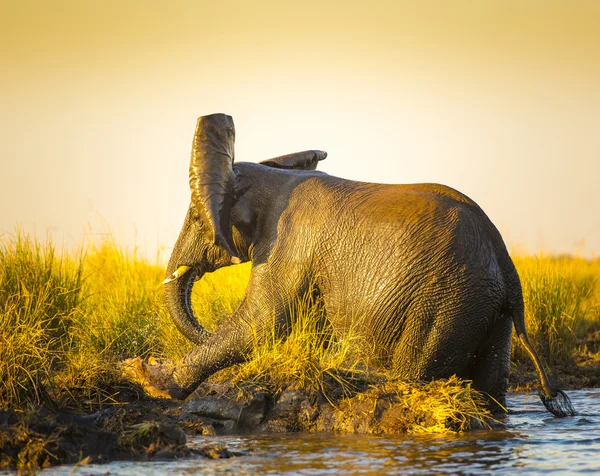 玩泥巴的大象 — 图库照片
