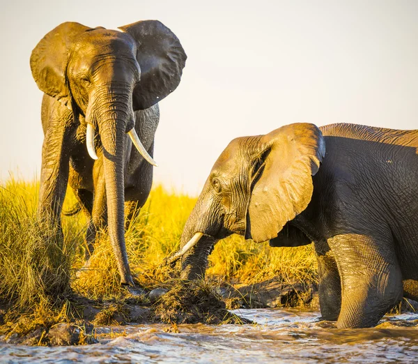 Éléphants jouant dans la boue — Photo