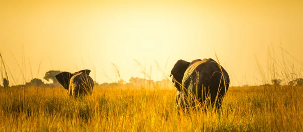 Elefantes caminhando para longe em planícies africanas — Fotografia de Stock