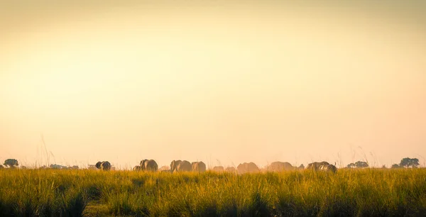 Elefanter gå bort på afrikanska slätter — Stockfoto