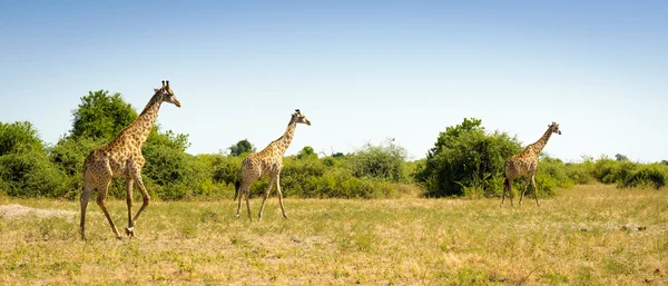 A zsiráf Afrikában állomány — Stock Fotó