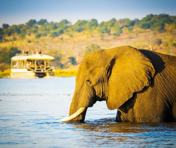 Touristes sur Elephant Safari Afrique — Photo