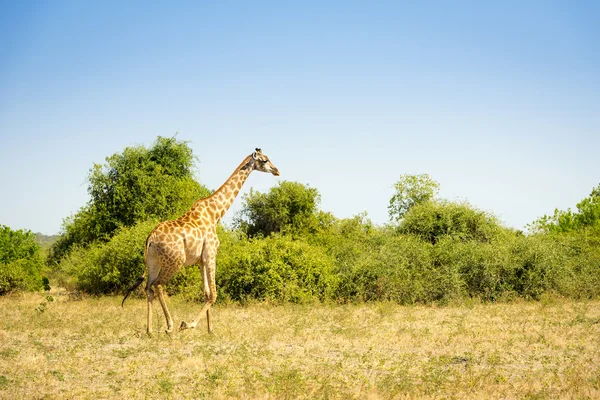 Wild giraff i Afrika — Stockfoto