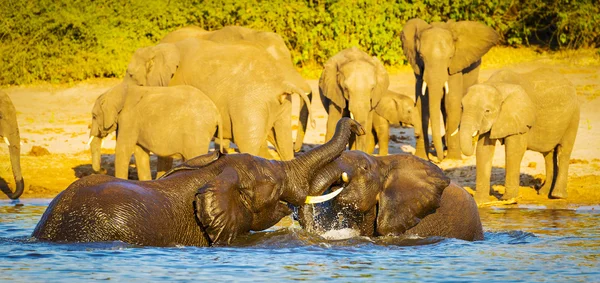 Junge Elefanten spielen im Wasser — Stockfoto