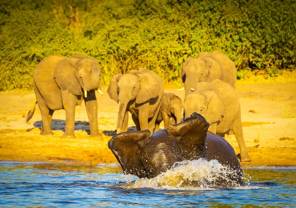 Young Elephants Playing In Water — Stock Photo, Image