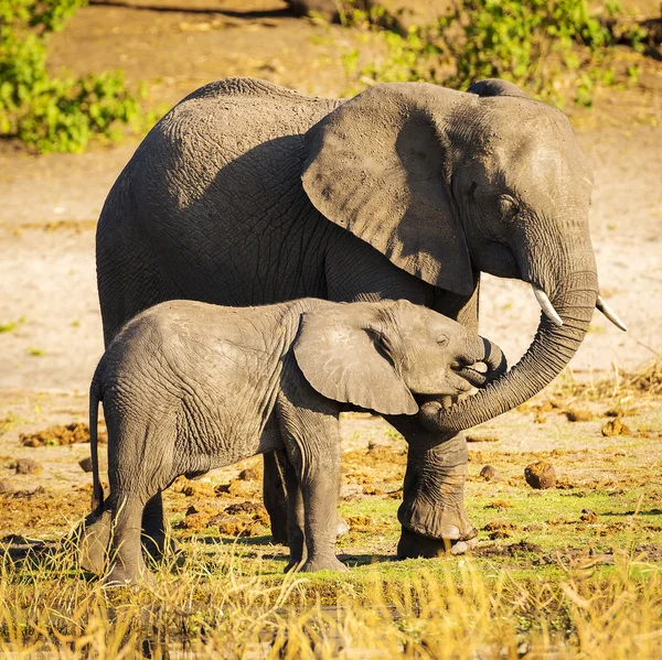 Elephant Parent With Calf Stock Image