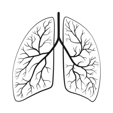 Vektör illüstrasyonunda anatomik insan akciğerleri