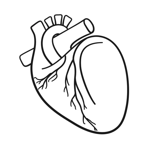 Ilustrasi Anatomi Organ Jantung Manusia Dalam Vektor - Stok Vektor