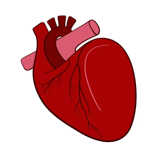 Ilustrasi Anatomi Organ Jantung Manusia Dalam Vektor - Stok Vektor