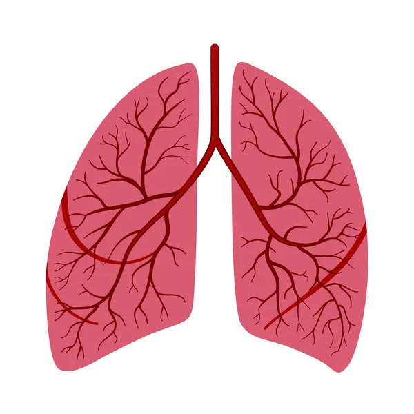 Poumons Humains Anatomiques Dans Illustration Vectorielle — Image vectorielle