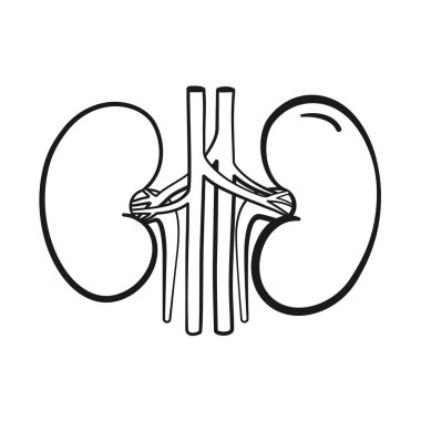 Vektör simgesinde anatomik insan böbreği organları