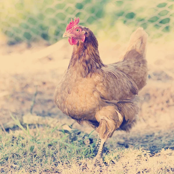 Csirkék — Stock Fotó