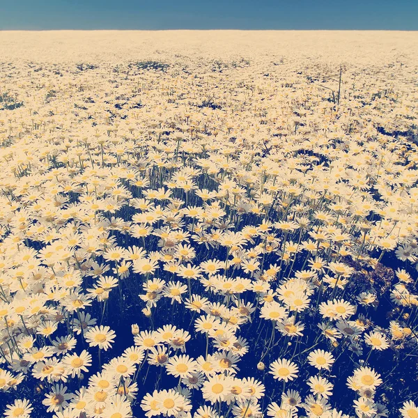 Daisy flower fält — Stockfoto