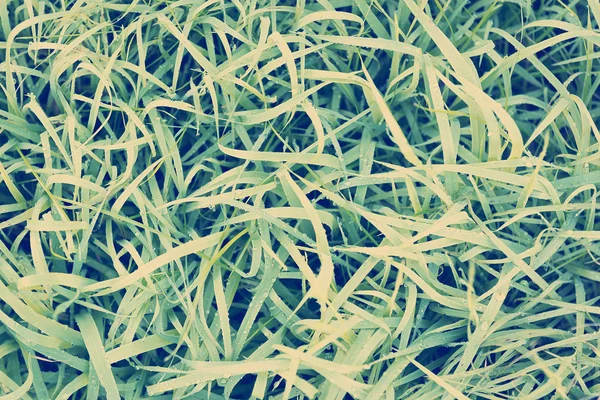 Frosty Grass — Stock Photo, Image