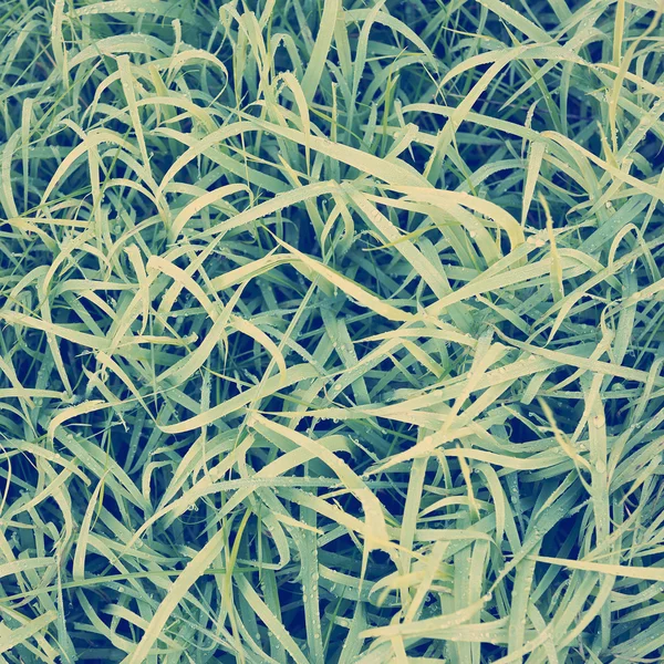 Сверху Пышная Зеленая Трава Покрытая Утренним Морозом Росой — стоковое фото