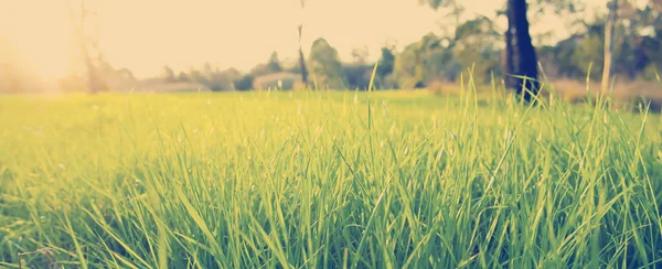 Grass — Stock Photo, Image