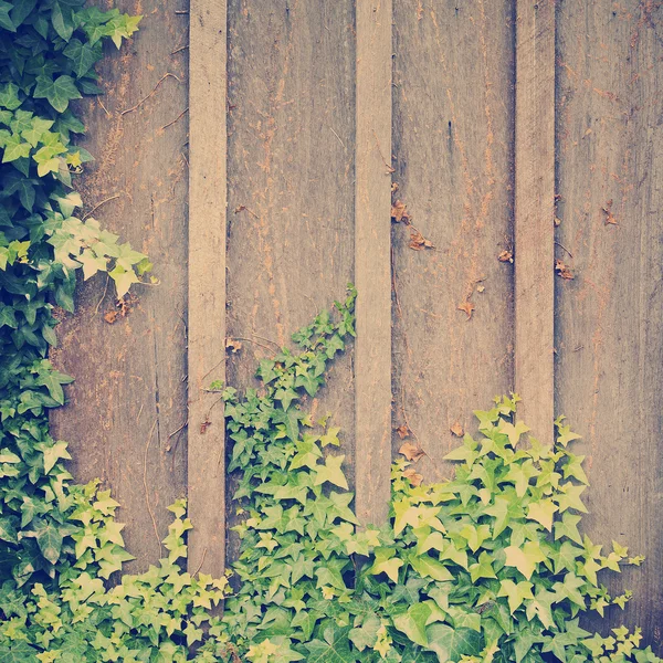 Ivy Wall — стоковое фото