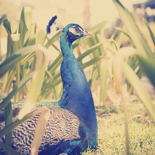 Pavão — Fotografia de Stock