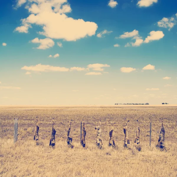 Strung up foxes — Stock Photo, Image