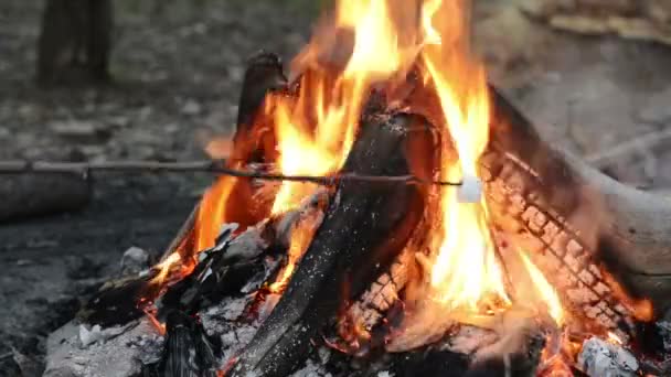 Leirbål – stockvideo