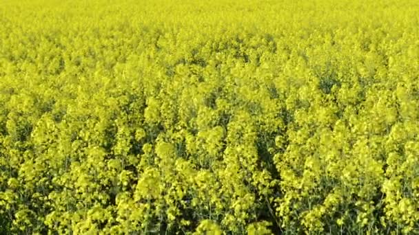 Canola — Stock Video