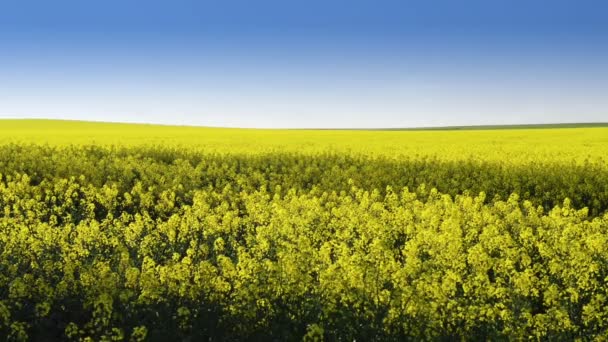 Campo de Canola — Vídeo de Stock