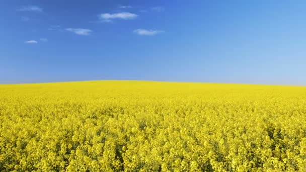 Canola Field — Stock Video