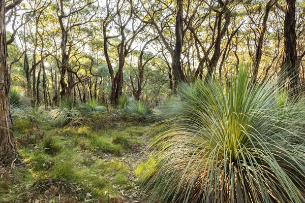 Peisaj australian — Fotografie, imagine de stoc