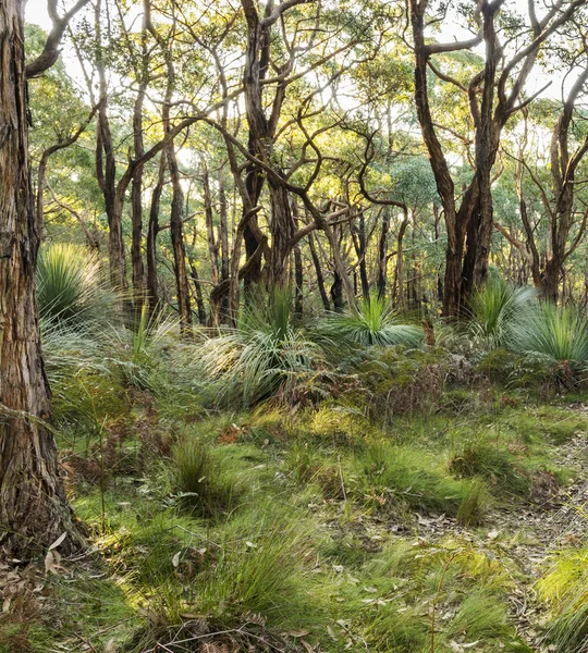 Paisaje australiano — Foto de Stock