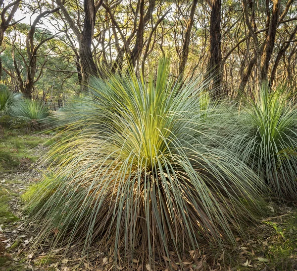 Australische Landschaft — Stockfoto