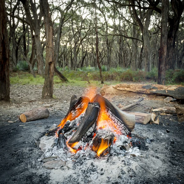 Campfire nella foresta — Foto Stock