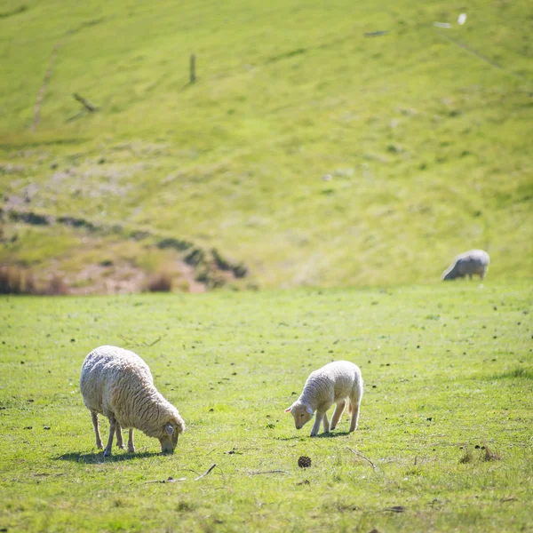 Grazing Sheep — Stock Photo, Image