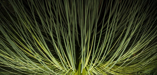 Green Leaf Background — Stock Photo, Image