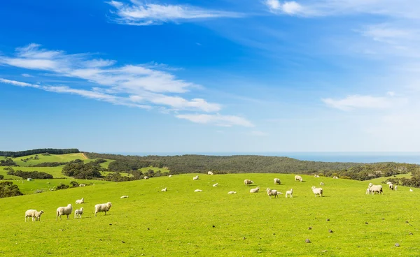 Sheep — Stock Photo, Image