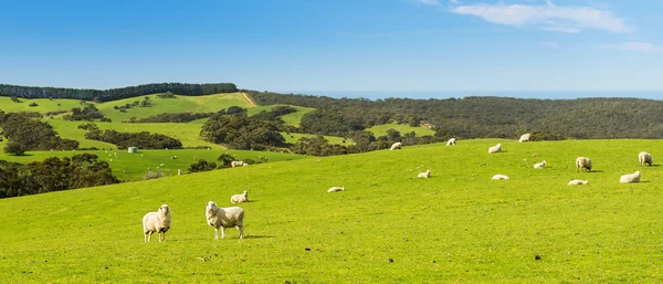 Sheep — Stock Photo, Image