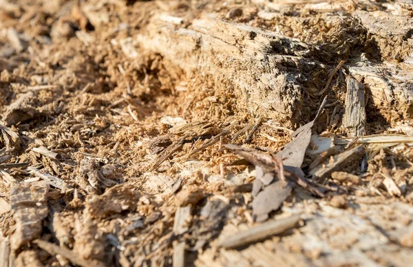 古い木にシロアリや白い蟻の被害 — ストック写真