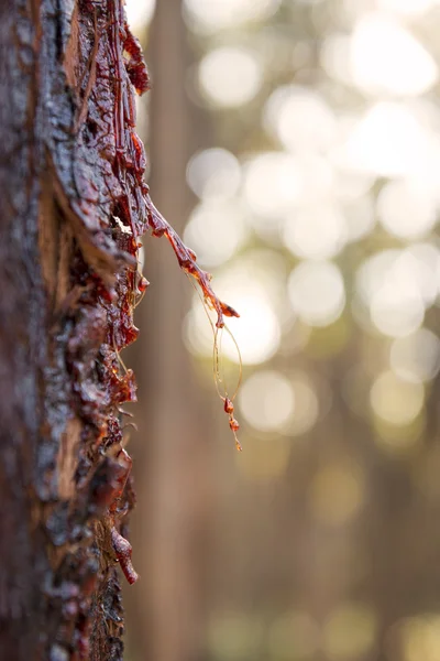 木の樹液 — ストック写真
