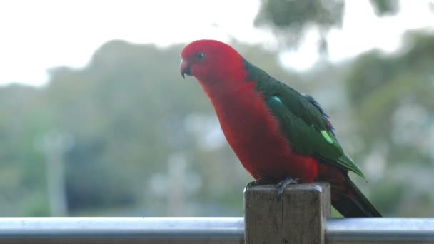 King Parrot — Stock Video