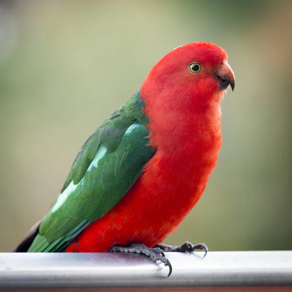 Королевский попугай — стоковое фото