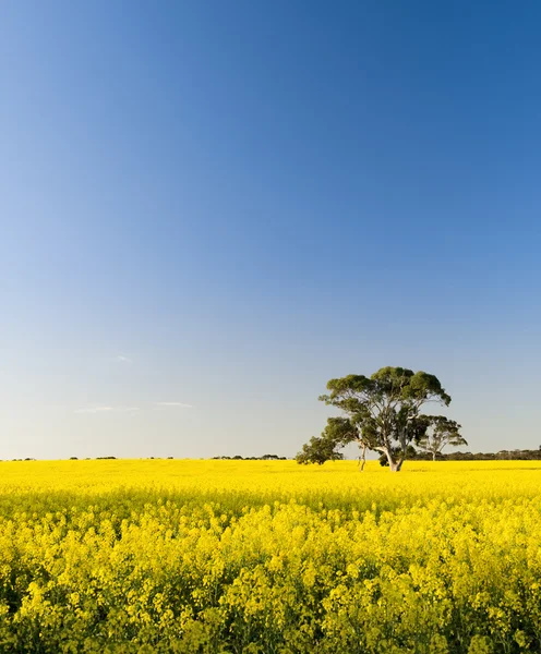 Campo di colza — Foto Stock