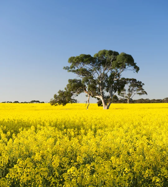 Πεδίο canola — Φωτογραφία Αρχείου