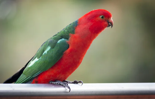 King Parrot — Stock Photo, Image