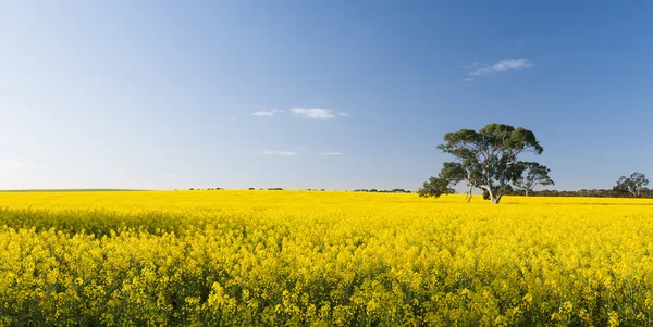 Koolzaad veld — Stockfoto