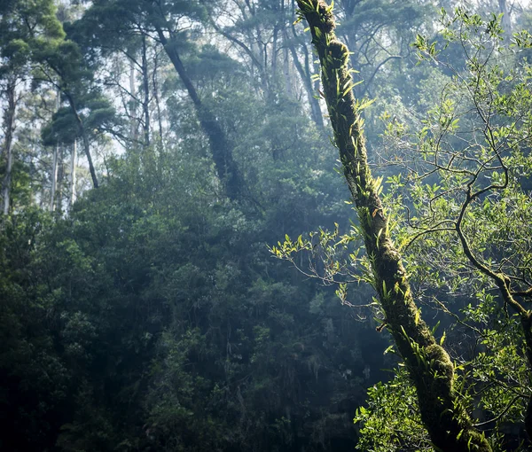 Skog — Stockfoto