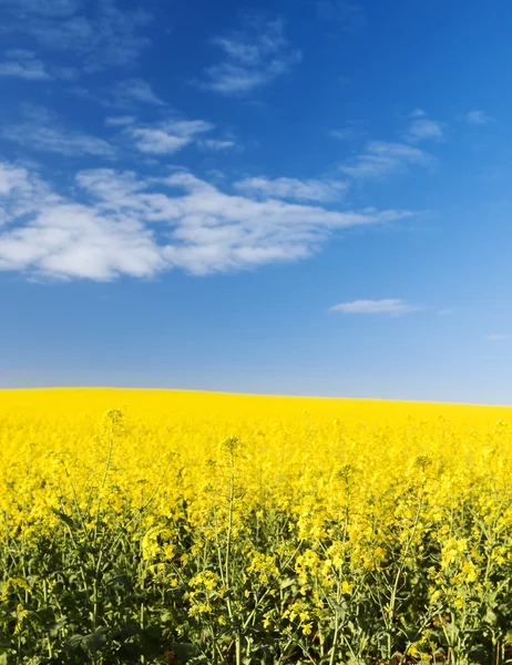 Koolzaad veld — Stockfoto