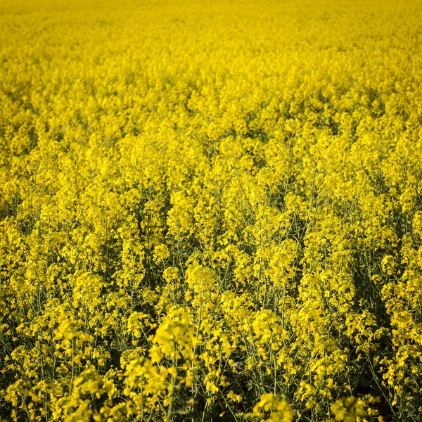 Flor de canola — Fotografia de Stock