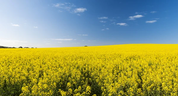 Campo de colza — Fotografia de Stock