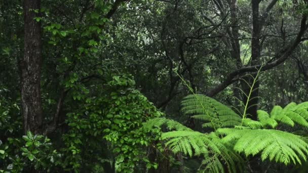 Pluie de forêt tropicale — Video