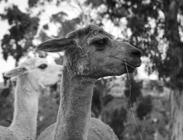 Alpaki Australian Gospodarstwa Jedzenie Niektórych Traw Czerni Bieli — Zdjęcie stockowe